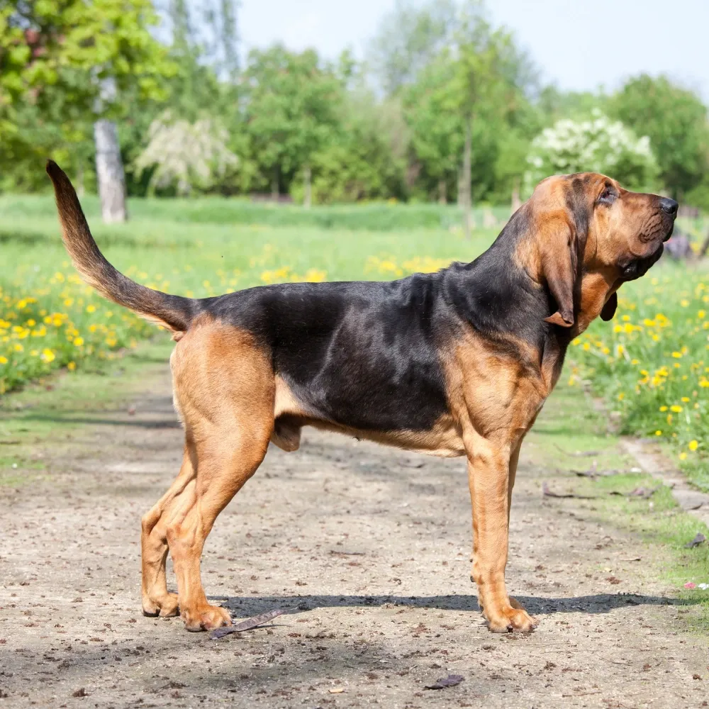 Imagem da raça Bloodhound